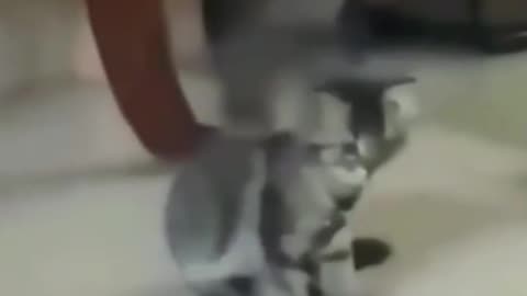 Funny cat dancing 😹