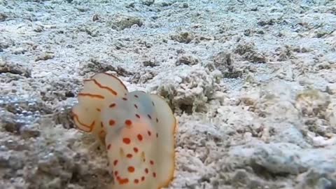 Nudibranch love