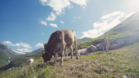 Herd of cows and a goat grazing and relaxing on an Alpine meadow one of the Alpine