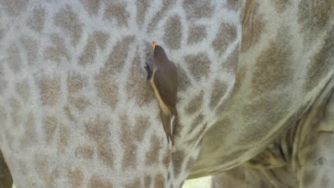 Yellow-billed oxpecker eats ticks and other insects from the fur and skin of the giraffe