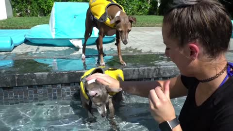 Teaching the dogs to swim was amazing