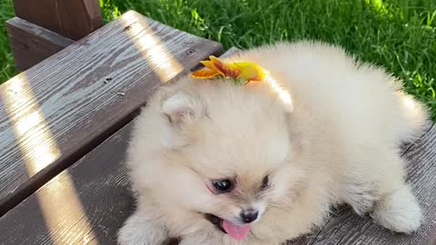 Dog Sitting on a Wooden Bench