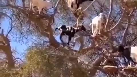 Real GOATS on TREE #short