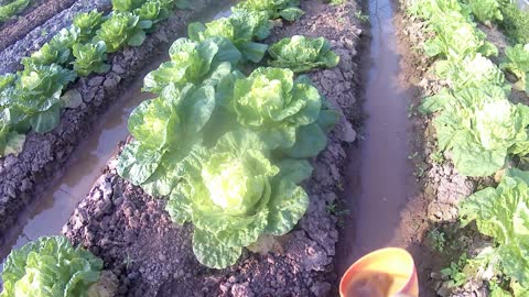 It's so hot today, the vegetable fields are all dried by the sun, I'll water it