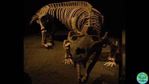 Exaeretodon: A pig sized cynodont