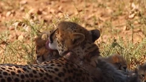 Cheetah Mom Tenderly Grooms Her Tiny Cubs