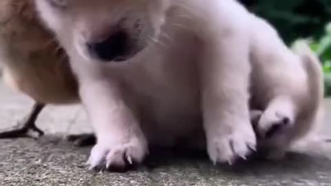 CUTE PUPPY SLEEPING BESIDE BIRD