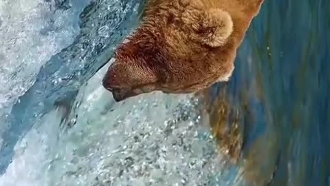 Brown bears can catch fish in such fast rivers.