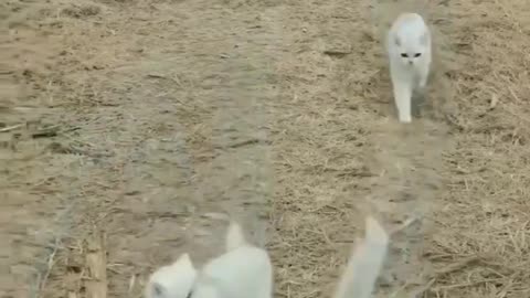 Cute little white cats