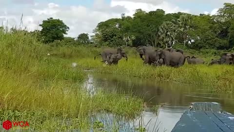 AMAZING ELEPHANT SAVE BABY FROM CROCODILE