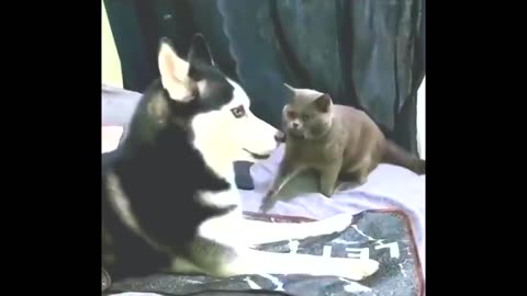 funny cat and dogs videos