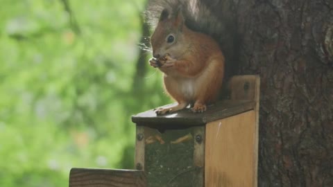 A Beautiful squirrel eating nuts