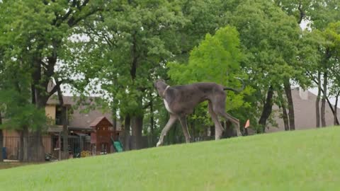 Great Dane is the World's Tallest Dog - Guinness World Records