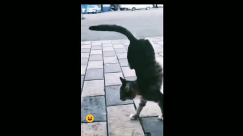 Funniest Cats 😹 - Don't try to hold back Laughter 😂 - Funny Cats Life