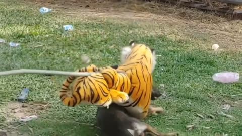 Funny animal videos|Cute animal videos |Funny dog&cat videos|Hilarious pet videos|funny video