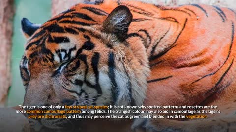 Tiger || Facts, Characteristics, and Description!