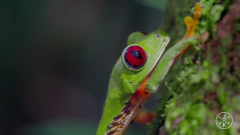 COSTA RICA 4K 60fps HDR (ULTRA HD)