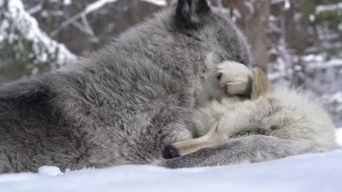 Wolves Say "I Love You