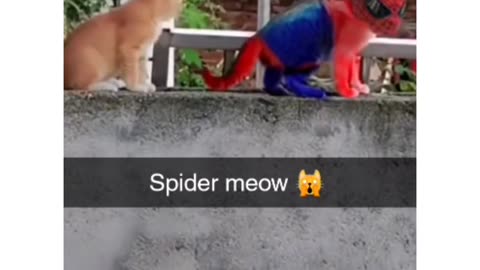 Spider cat 😺