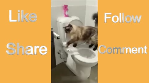 Funny Cat- Part-3