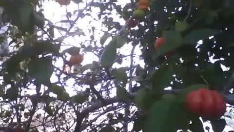 A large cherry tree, with green, swollen and ripe fruits [Nature & Animals]