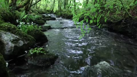 Nature Sounds of a Forest River for Relaxing-Natural meditation music of a Waterfall & Bird Sounds