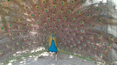 beautiful peacock