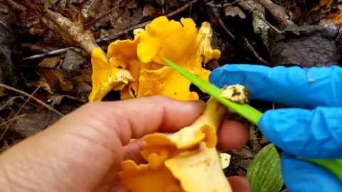 Foraging Chanterelle in Georgia U.S.A on July 2021