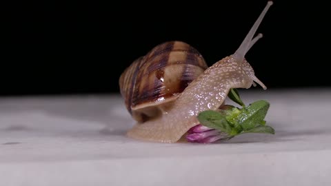 Snail animal