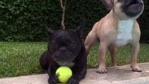 French Bulldogs playing Water Tennis