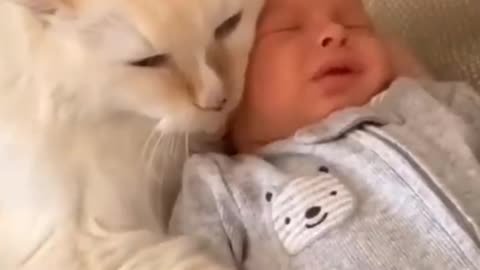 Funny Cat Protects Baby 😍😍😺|| Insane Footage