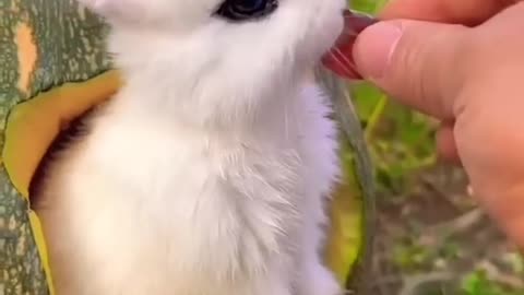 Rabbit eating