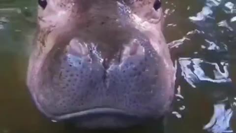 Baby hippos are so cute