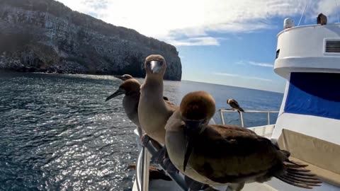 Red footed booby flock join tourist for sightseeing in remote Galapagos Islands