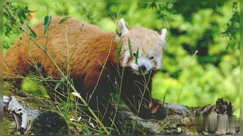 Red Panda