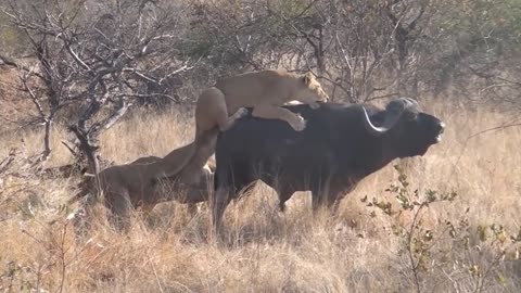 Lion Attack Buffalo In The Wild