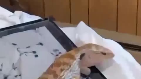 Cat Kicks Lizard Out of Its Home