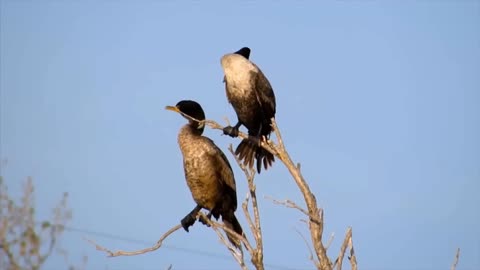 Beautiful Golden Pheasants and Wading Birds