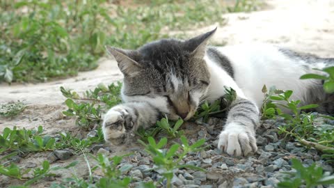 .....Cat Sleeping....