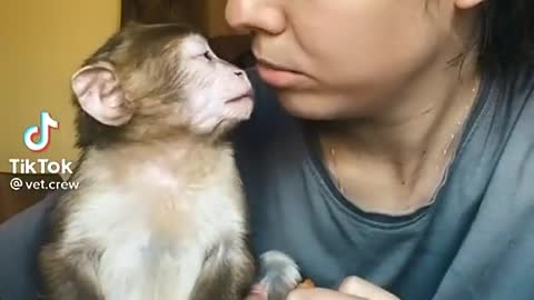 Monkey has an afternoon snacko 🥕