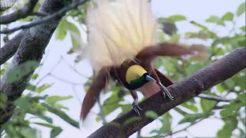 Bird Of Paradise Courtship Spectacle | Planet Earth | BBC Earth