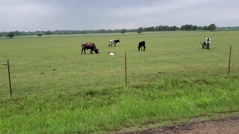 Baby Longhorn calf!