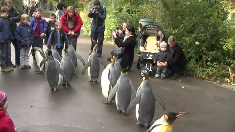 Penguim Walks