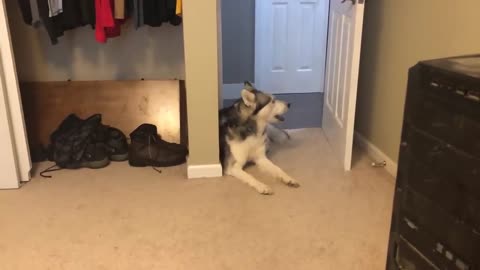 Wolf Dog & Husky “Conversation”