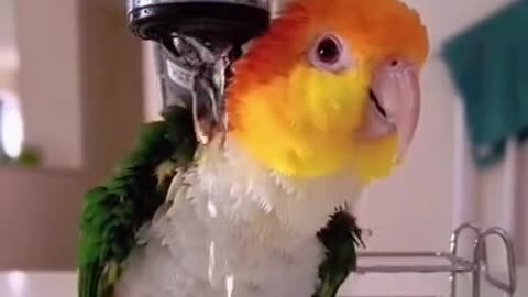 Cute parrot