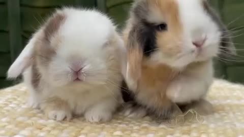 Little bunnies