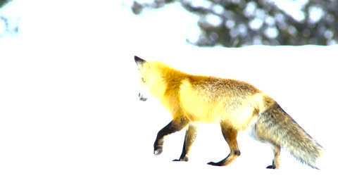 Fox Dives Head First in to Snow 4K UHD Planet Earth II BBC Earth