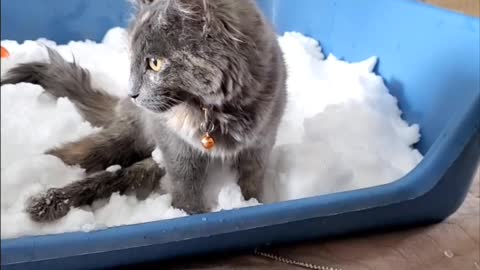 Indoor Cats Introduced to Snow