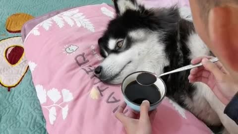 Smart Husky