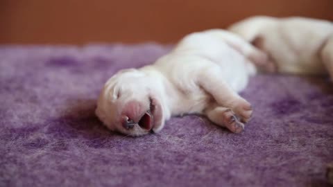 Sleeping newborn puppy golden retriever